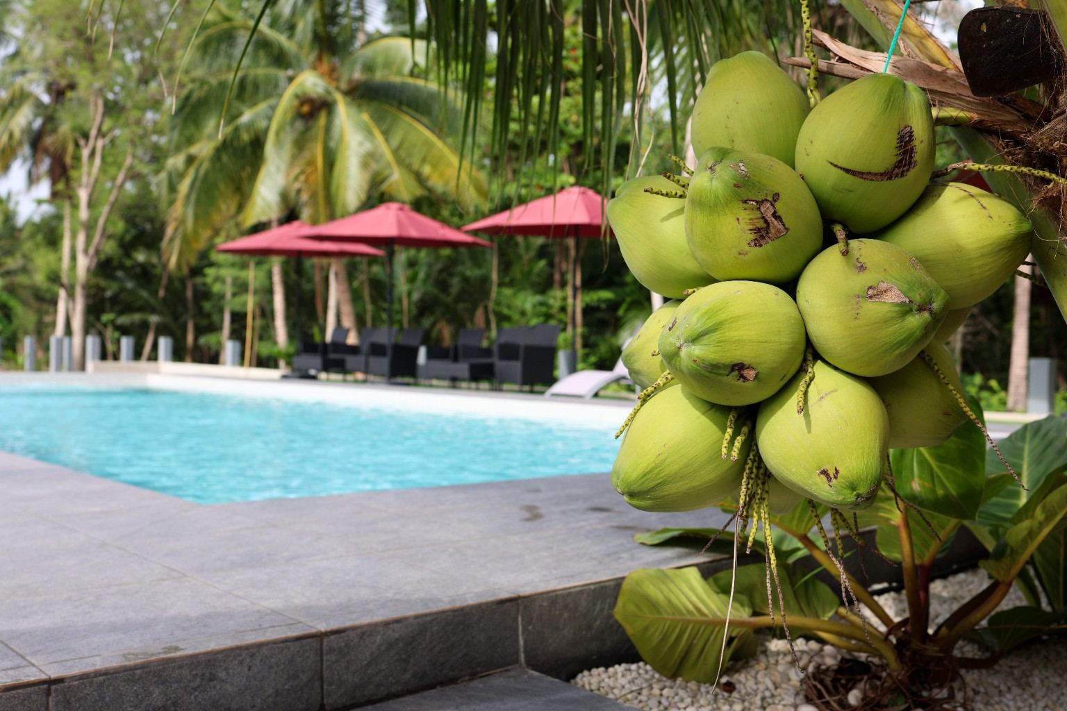 Young coconuts hanging beside the pool