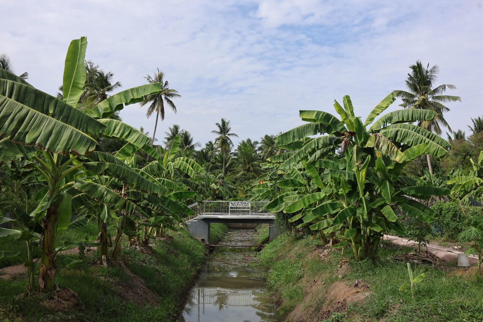 Small bridge over a canal between banana plants